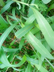 Setaria barbata