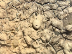 Pertusaria plittiana