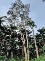 Falcataria moluccana, recorded vegetative