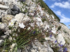 Heliosperma alpestre