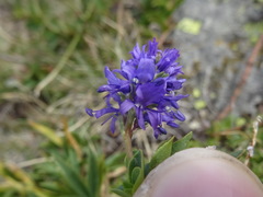 Veronica allionii