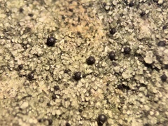 Segestria lectissima