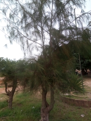 Casuarina equisetifolia image