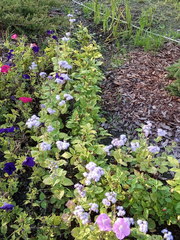 Ageratum houstonianum