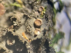 Scytinium dactylinum