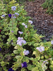 Ageratum houstonianum
