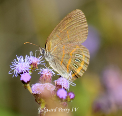 Neonympha areolatus