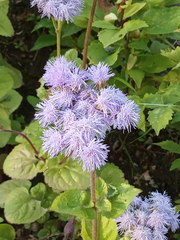 Ageratum houstonianum