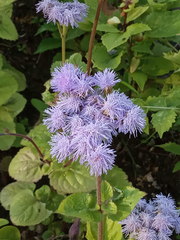 Ageratum houstonianum