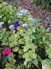Ageratum houstonianum