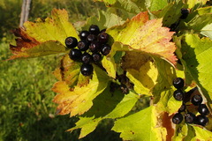 Crataegus chlorosarca