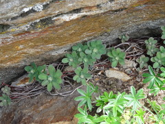 Hylotelephium anacampseros