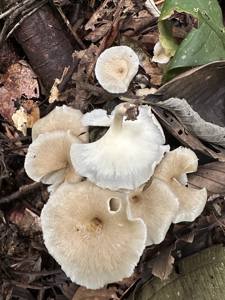 Bresadolia craterella