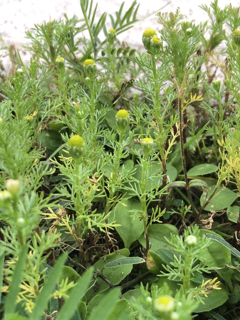 pineappleweed from Newfoundland, Deer Lake, NL, CA on August 17, 2019 by Samuel Brinker