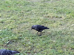 Corvus monedula