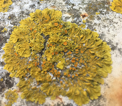 Xanthoria parietina