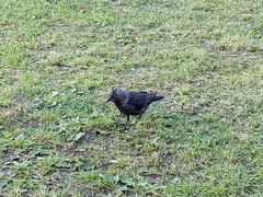 Corvus monedula