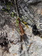 Gomphocerus sibiricus