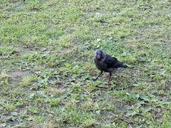 Corvus monedula