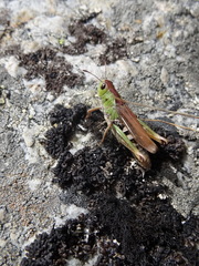 Gomphocerus sibiricus