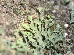 Flakea papillata