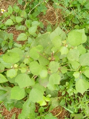 Triumfetta rhomboidea