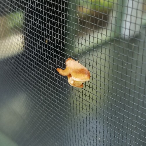 Early Button Slug Moth photo 4