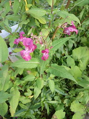 Impatiens glandulifera