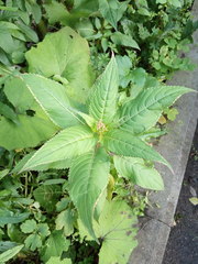 Impatiens glandulifera