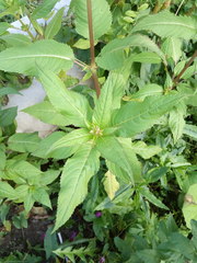 Impatiens glandulifera