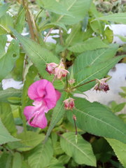 Impatiens glandulifera