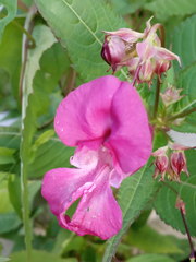 Impatiens glandulifera