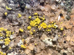 Candelariella xanthostigma