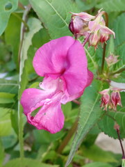 Impatiens glandulifera