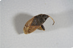 Megalonotus sabulicola