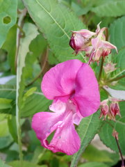 Impatiens glandulifera