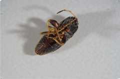 Megalonotus sabulicola