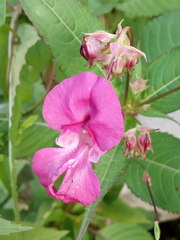 Impatiens glandulifera