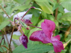Impatiens glandulifera