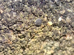 Halecania pepegospora