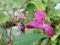 Impatiens glandulifera
