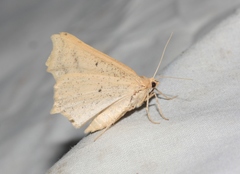 Prochoerodes truxaliata