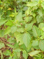 Malvastrum coromandelianum