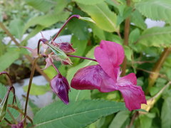 Impatiens glandulifera