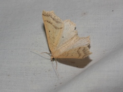 Prochoerodes truxaliata