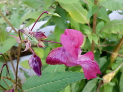 Impatiens glandulifera