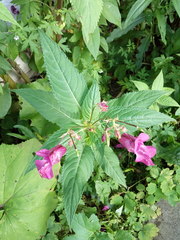 Impatiens glandulifera