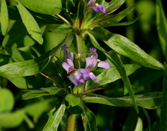 Hygrophila auriculata