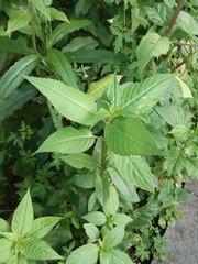 Impatiens glandulifera