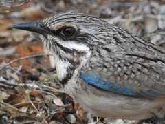 Uratelornis chimaera